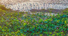 Egrets Playing Among Blooming Lotus Flowers in Suqian