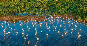 Egrets Playing Among Blooming Lotus Flowers in Suqian