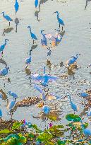 Egrets Playing Among Blooming Lotus Flowers in Suqian