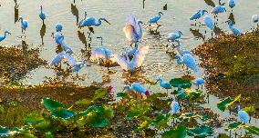 Egrets Playing Among Blooming Lotus Flowers in Suqian