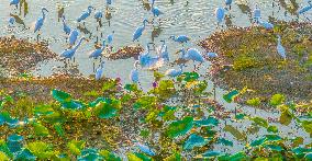 Egrets Playing Among Blooming Lotus Flowers in Suqian