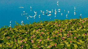 Egrets Playing Among Blooming Lotus Flowers in Suqian