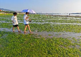 Sea Beach Green Algae in Yantai