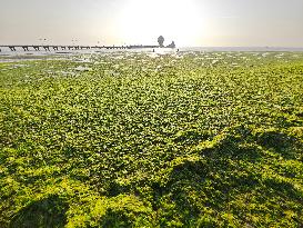 Sea Beach Green Algae in Yantai