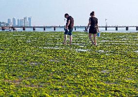 Sea Beach Green Algae in Yantai
