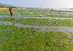 Sea Beach Green Algae in Yantai