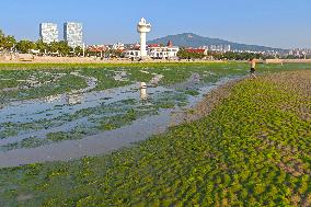 Sea Beach Green Algae in Yantai
