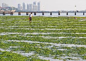 Sea Beach Green Algae in Yantai