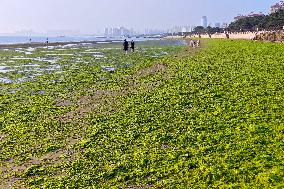 Sea Beach Green Algae in Yantai