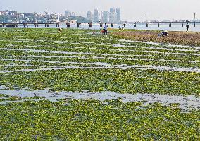 Sea Beach Green Algae in Yantai