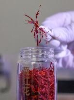 Saffron Manufacturing in Tongren