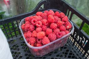 Summer berries