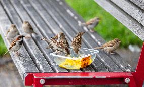 Sparrows
