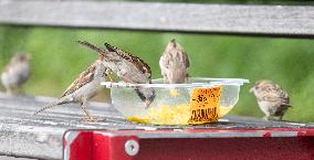 Sparrows