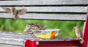 Sparrows