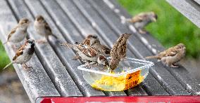 Sparrows