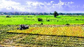 Early Rice Harvest in Yichun