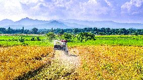 Early Rice Harvest in Yichun