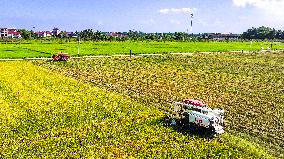 Early Rice Harvest in Yichun