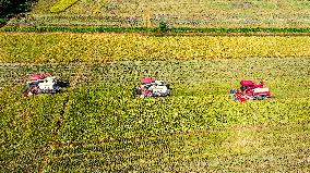 Early Rice Harvest in Yichun