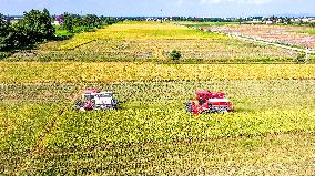 Early Rice Harvest in Yichun