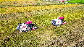 Early Rice Harvest in Yichun