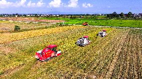 Early Rice Harvest in Yichun
