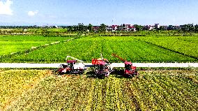 Early Rice Harvest in Yichun