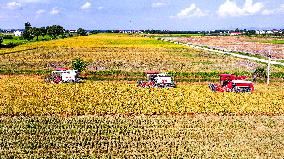 Early Rice Harvest in Yichun