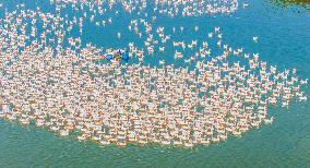 Ecological Goose Breeding Base in Suqian