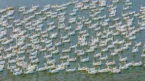 Ecological Goose Breeding Base in Suqian