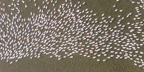 Ecological Goose Breeding Base in Suqian