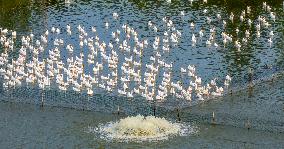 Ecological Goose Breeding Base in Suqian