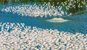 Ecological Goose Breeding Base in Suqian