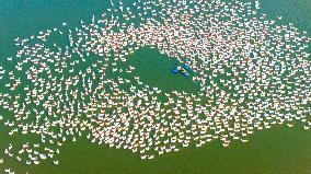 Ecological Goose Breeding Base in Suqian