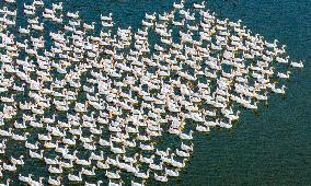 Ecological Goose Breeding Base in Suqian