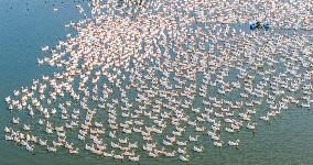Ecological Goose Breeding Base in Suqian