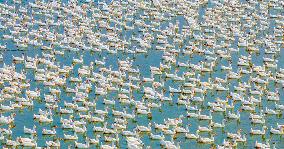 Ecological Goose Breeding Base in Suqian