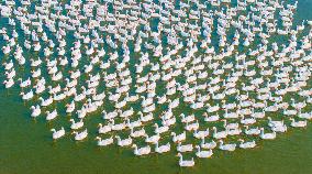 Ecological Goose Breeding Base in Suqian