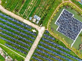 Yangzhou Economic and Technological Development Zone PV