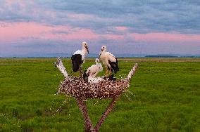 Oriental White Storks - Fungin