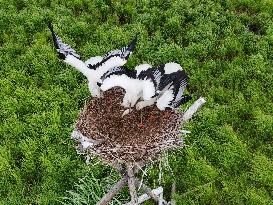 Oriental White Storks - Fungin