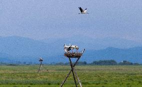 Oriental White Storks - Fungin