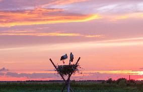 Oriental White Storks - Fungin