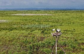 Oriental White Storks - Fungin