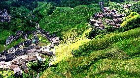 Longji Terraced Fields