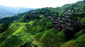 Longji Terraced Fields