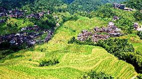 Longji Terraced Fields