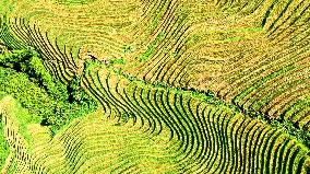 Longji Terraced Fields