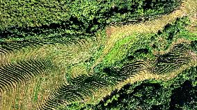 Longji Terraced Fields